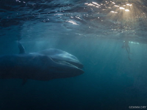 A diver chills on the surface as a Bryde's Whale makes an... by Gemma Dry 